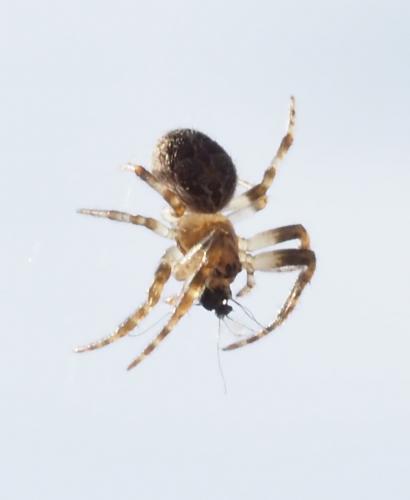 Réf. 248 416 : Larinioides sclopetarius